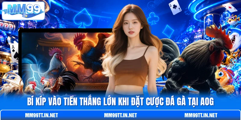 Bí kíp vào tiền thắng lớn khi đặt cược đá gà tại AOG