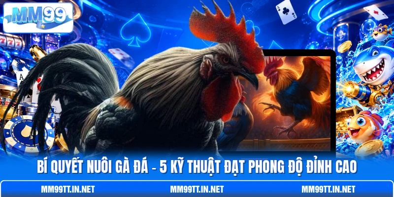 Bí Quyết Nuôi Gà Đá - 5 Kỹ Thuật Đạt Phong Độ Đỉnh Cao
