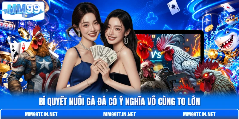 Bí quyết nuôi gà đá có ý nghĩa vô cùng to lớn