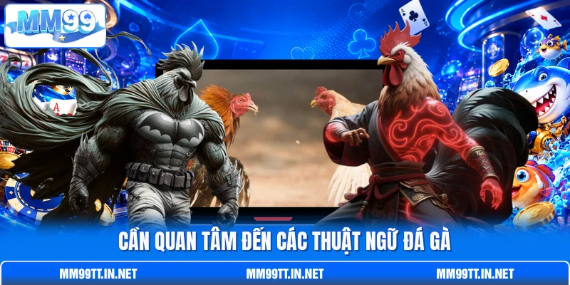 Cần quan tâm đến các thuật ngữ đá gà Cần quan tâm đến các thuật ngữ đá gà