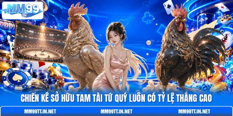 Chiến kê sở hữu tam tài tứ quý luôn có tỷ lệ thắng cao Chiến kê sở hữu tam tài tứ quý luôn có tỷ lệ thắng cao