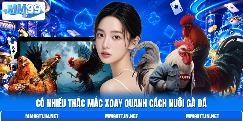 Có nhiều thắc mắc xoay quanh cách nuôi gà đá