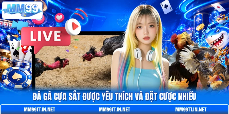 Đá gà cựa sắt được yêu thích và đặt cược nhiều